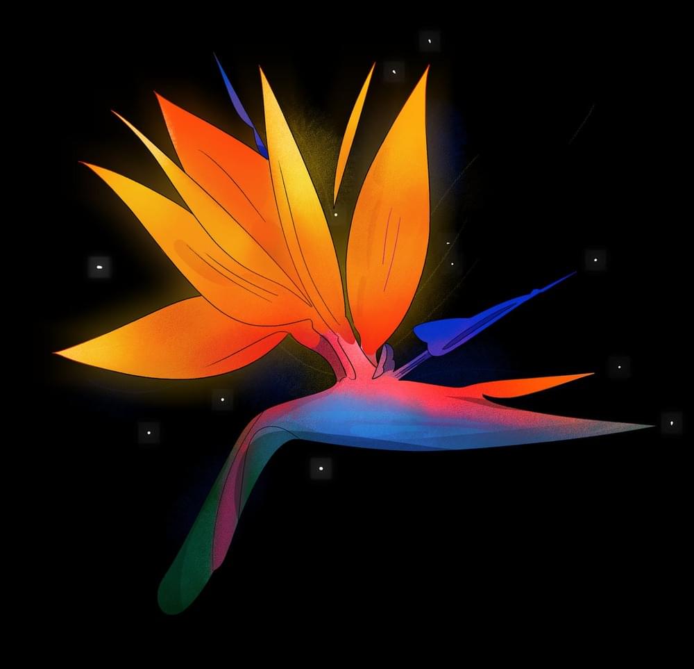 Album cover art for "Paradise in Bloom" by Michaela Nachtigall