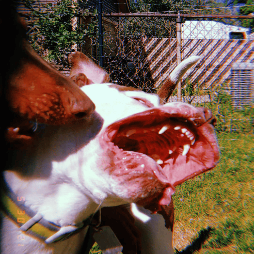 Album cover art for "Mother Tongue / Glitter Belly" by Adult Swim