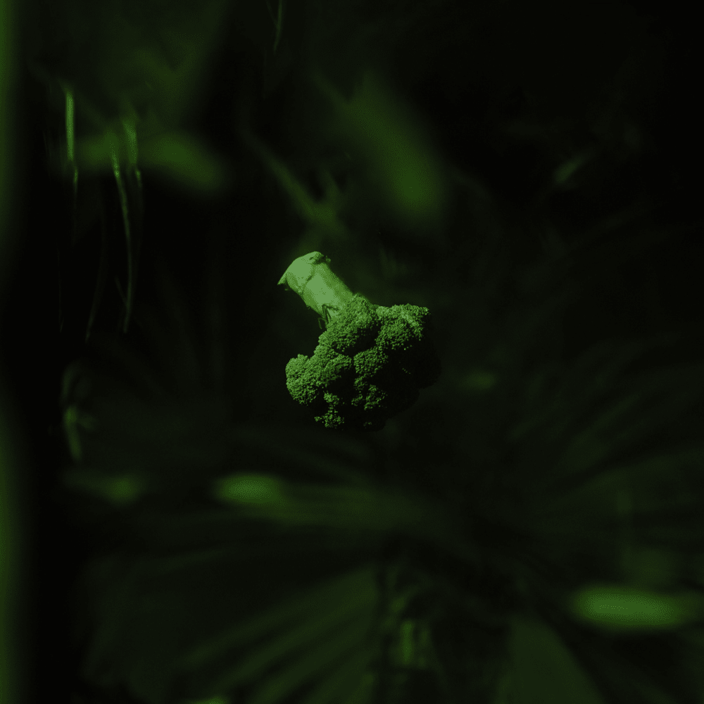 Album cover art for "Mogli" by GReeeN
