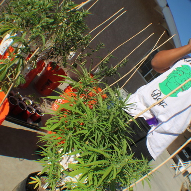 Cover image for Growhouse