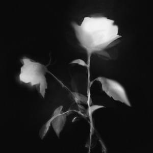 Album cover art for "Fleurs" by Tetsuro