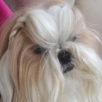 Yanagi-P Profile Picture Photo of Yanagi-P
