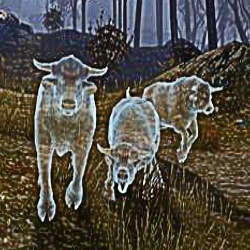 Album cover art for "haunted cow field" by David Shawty