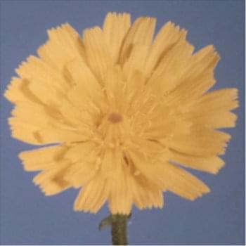 Album cover art for "Gold" by JW Francis