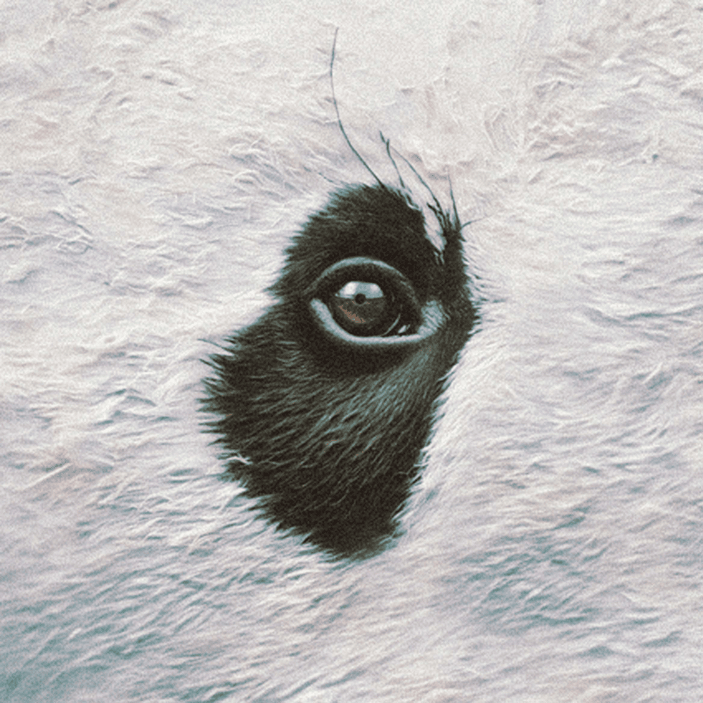 Album cover art for "Tutto Qui" by Gazzelle