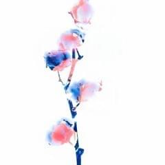 Photo of Fonss
