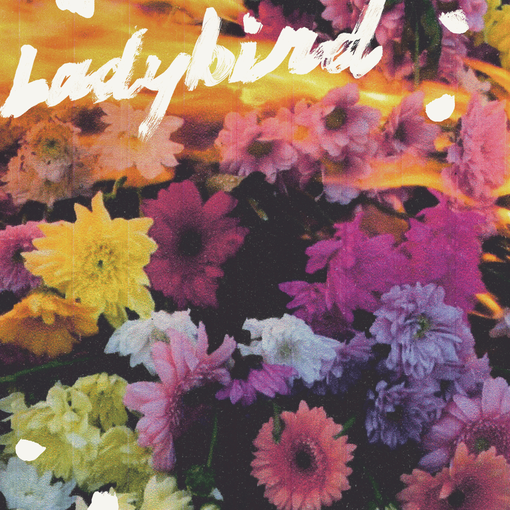 Ladybird by NewDad