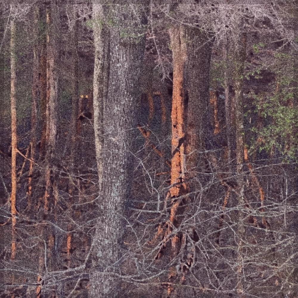 ‎middle by ​old collin