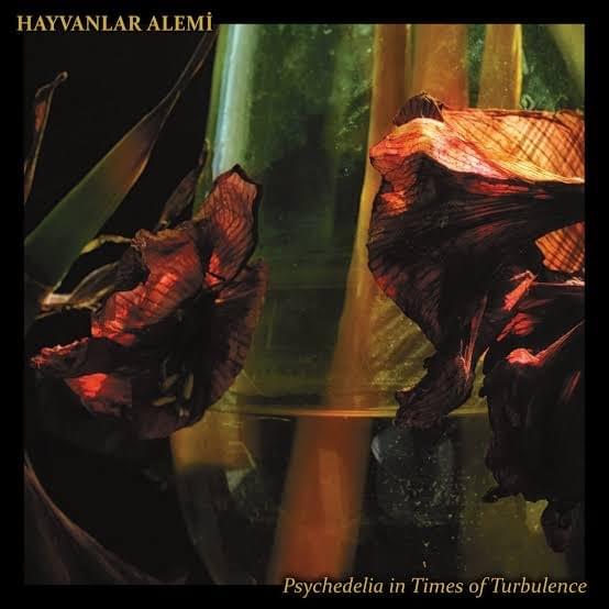 Aden by Hayvanlar Alemi