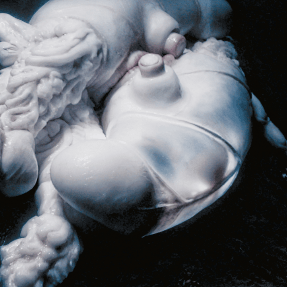 Album cover art for "Arisen My Senses" by Björk