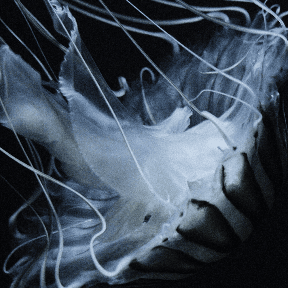 Album cover art for "Lotus Eater" by The Horrors