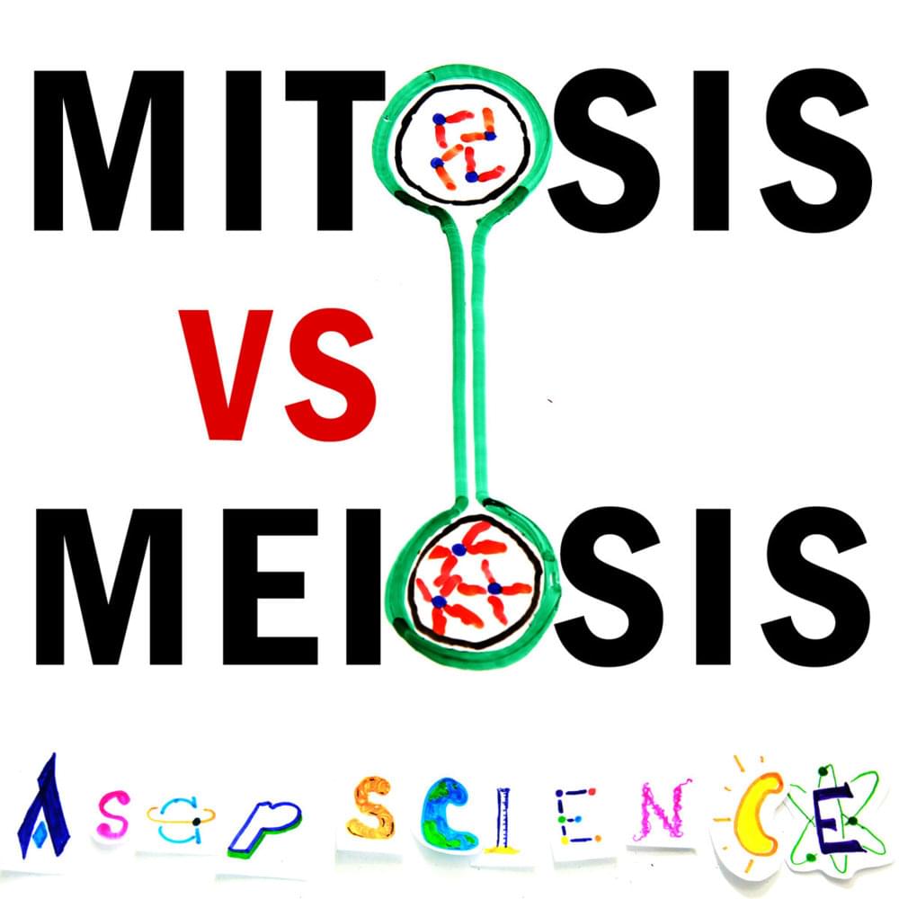 Mitosis vs Meiosis RAP BATTLE by AsapSCIENCE