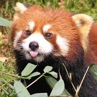 Reedpanda Profile Picture Photo of Reedpanda