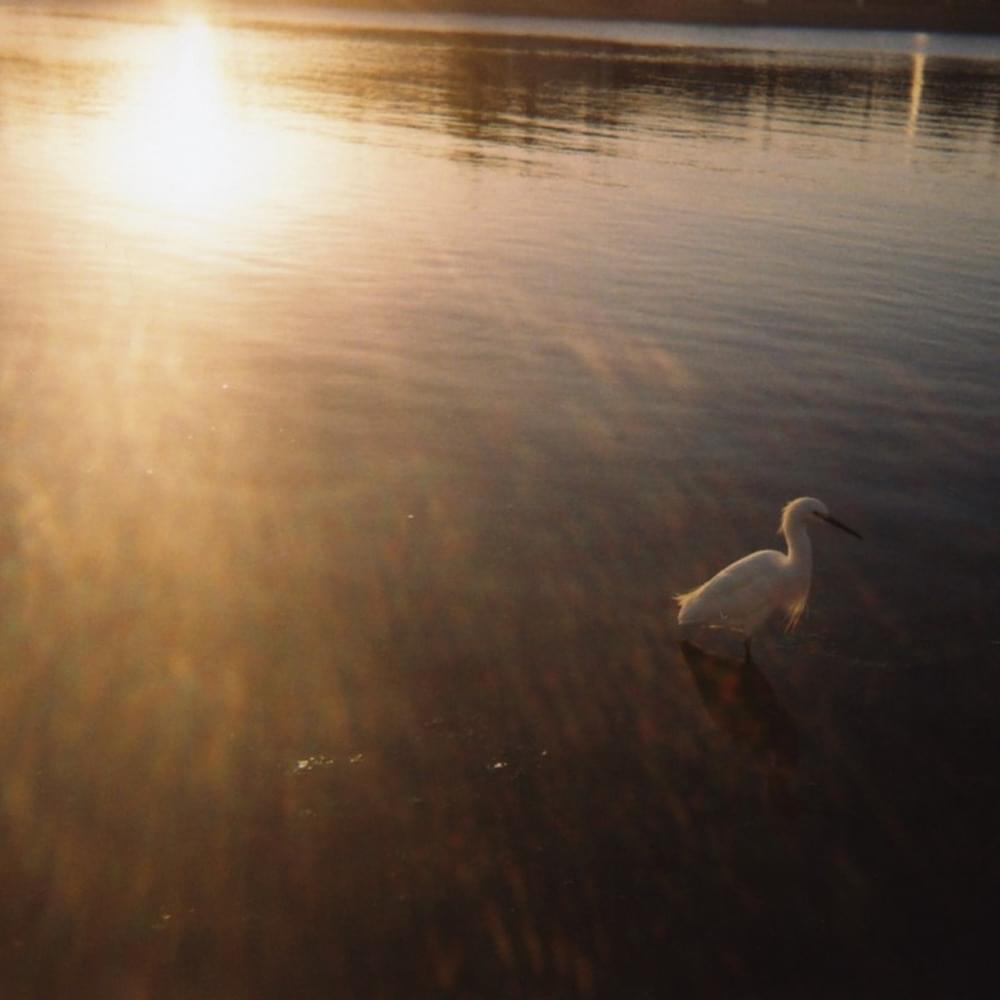 Album cover art for "Nervous to Fly" by Sun Kil Moon