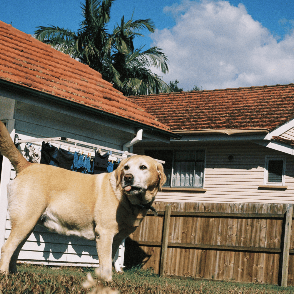 Album cover art for "Charlie" by triple j