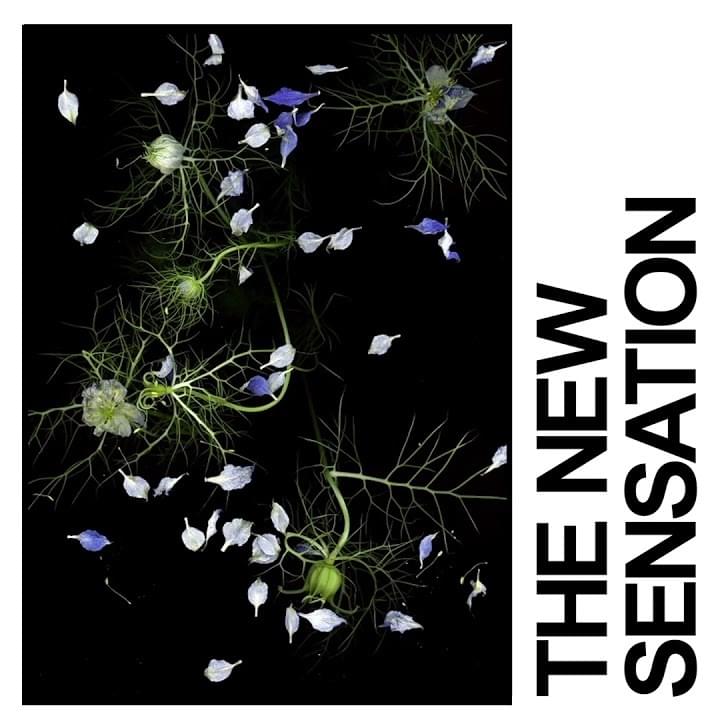 Album cover art for "The New Sensation" by IDLES