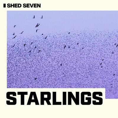 Album cover art for "Starlings" by Shed Seven