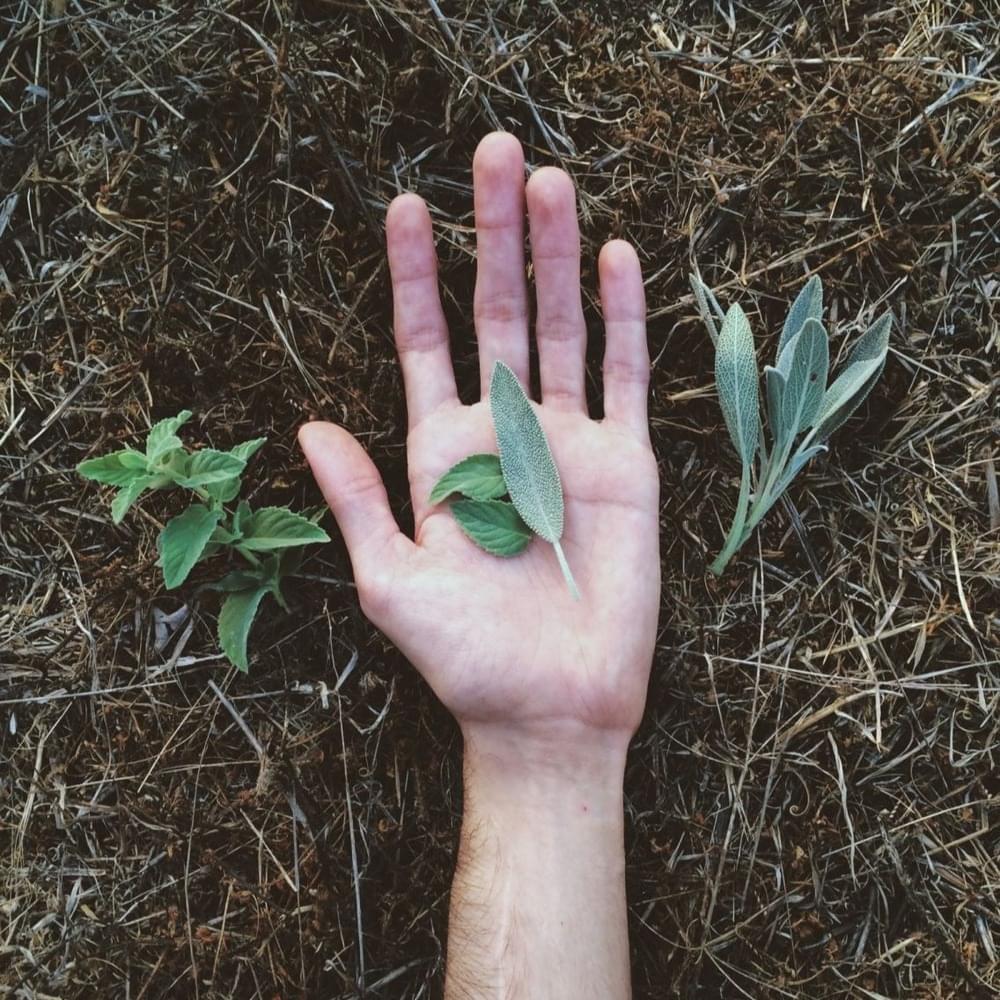 Album cover art for "​chamomile" by Flatsound