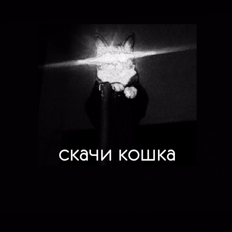 Photo of прыгай киска (kiska)