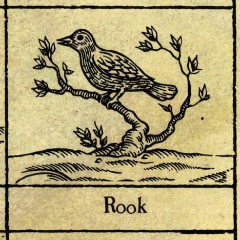 Album cover art for "Rook" by XTC