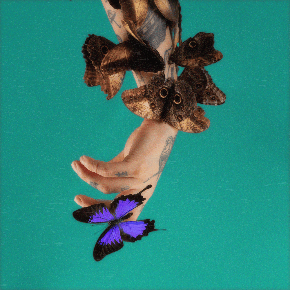 Album cover art for "Fiołkowe Pole" by Shane Codd