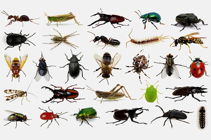 Album cover art for "Favorite insects of Genius Users" by IQG