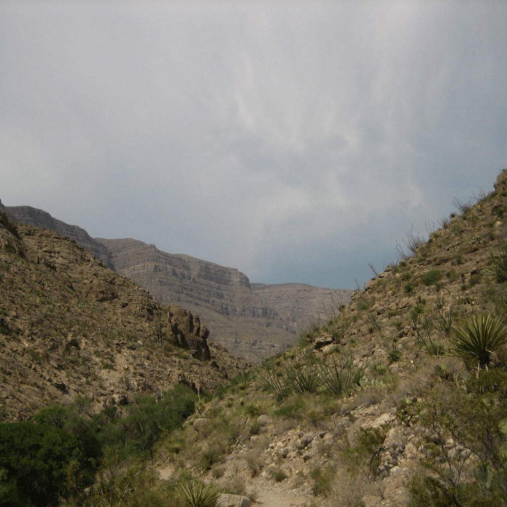 Album cover art for "Quagga" by Xiu Xiu