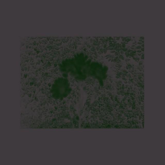 Rage by The Pale (Band)