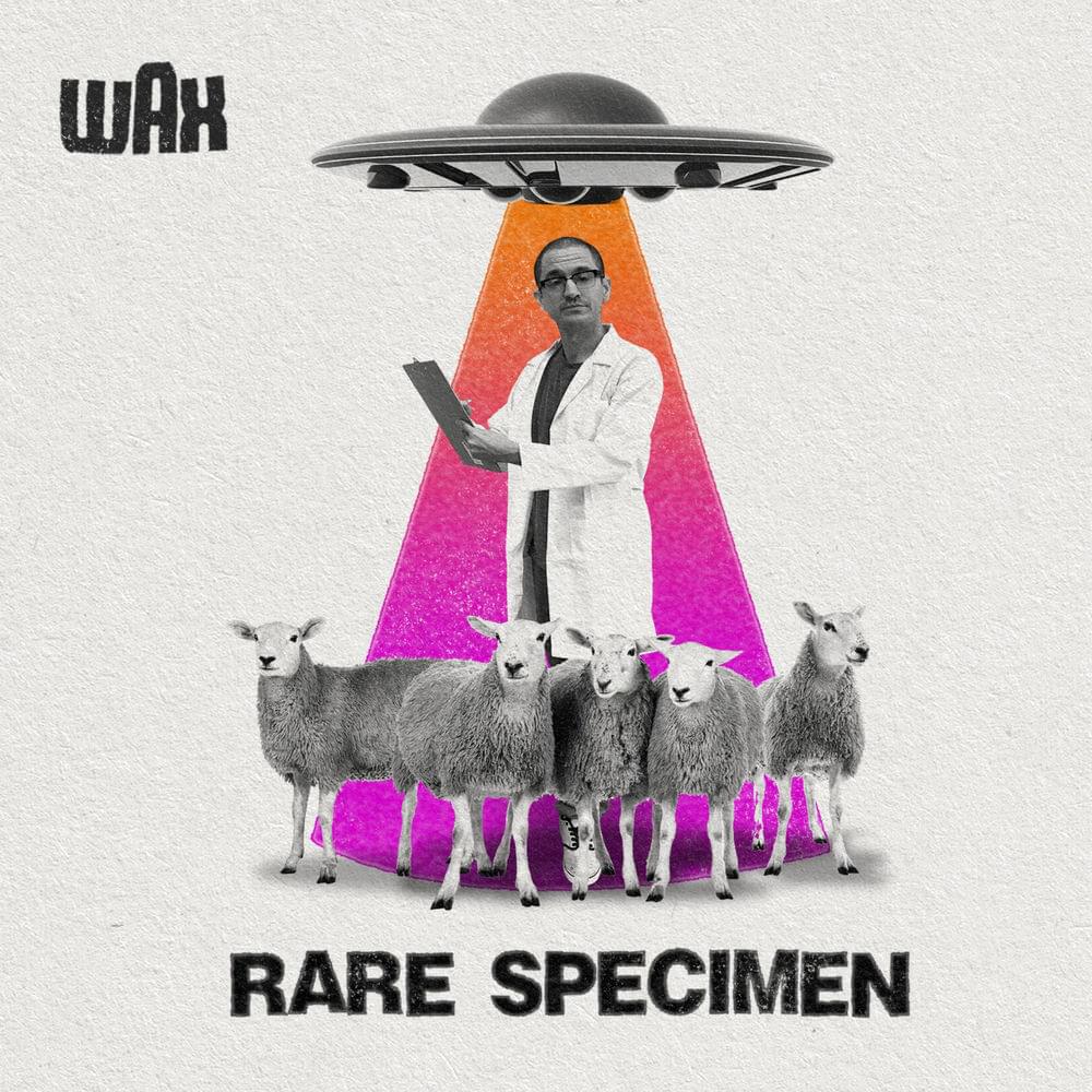 Album cover art for "Rare Specimen" by Wax