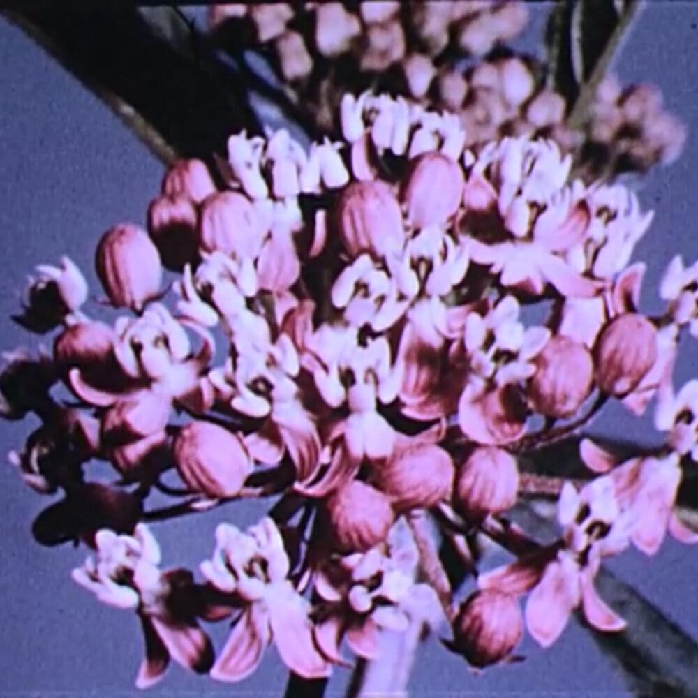 Album cover art for "New York" by JW Francis