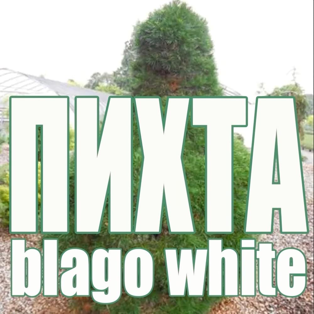 Album cover art for "Пихта (Fir)" by blago white
