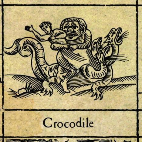 Album cover art for "Crocodile" by XTC