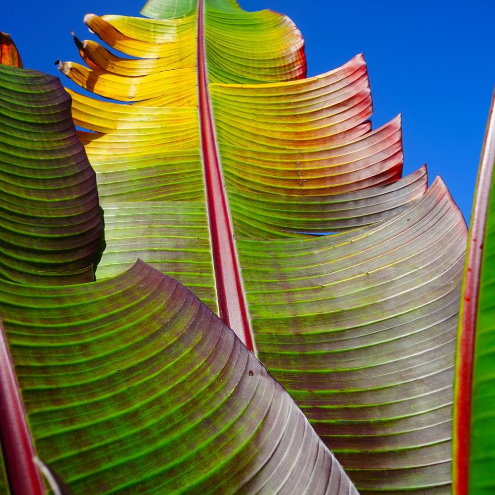 Album cover art for "Only Human (Radio Edit)" by KH (Four Tet Alias)