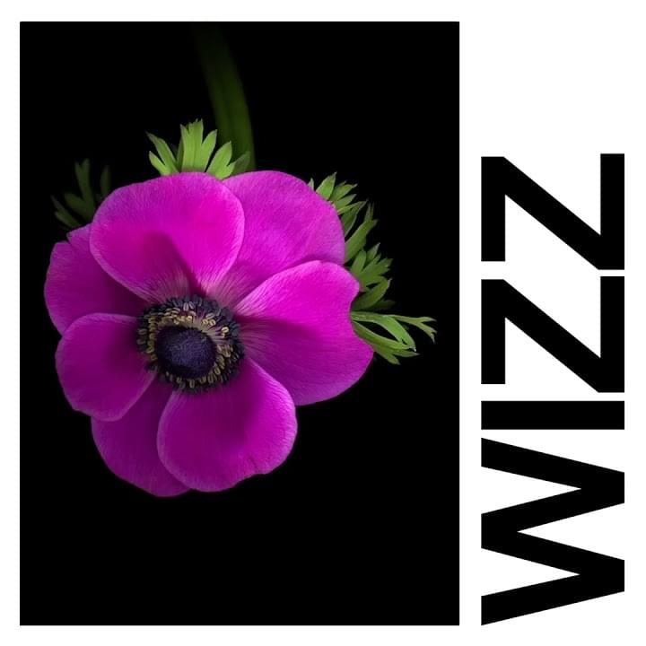 Album cover art for "Wizz" by IDLES