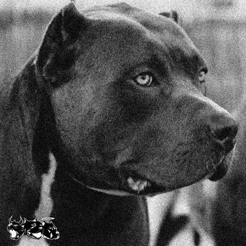 Album cover art for "ALPHA PIT" by Craig Xen