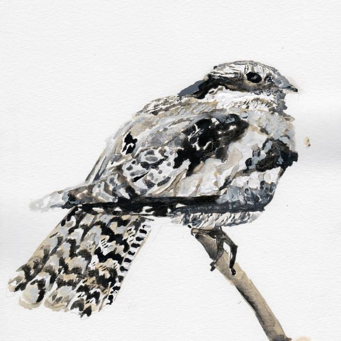 Album cover art for "Nightjar" by Cosmo Sheldrake