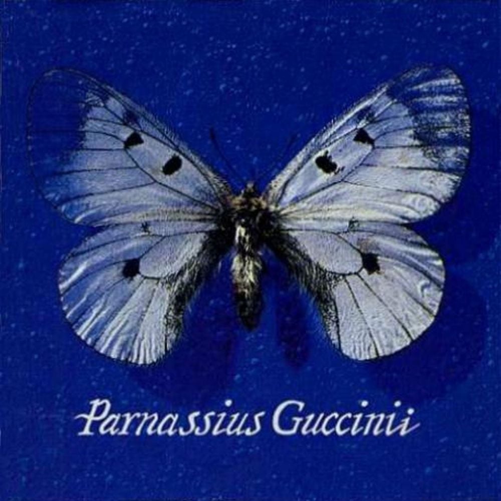 Album cover art for "Samantha" by Francesco Guccini