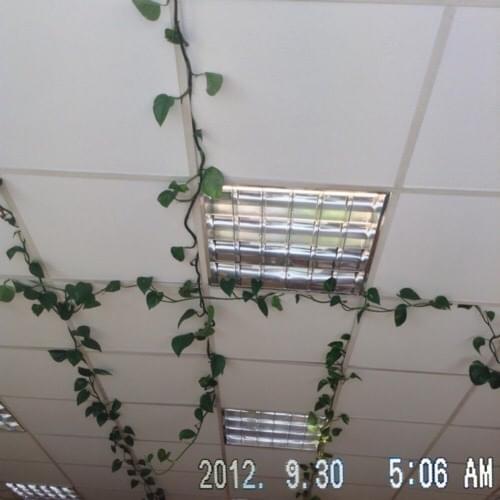 Cover image for Plastic Flowers