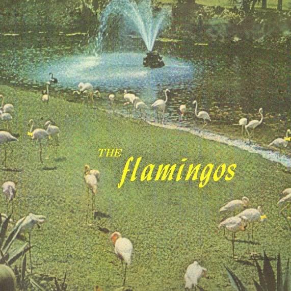 Cover image for Flamingos