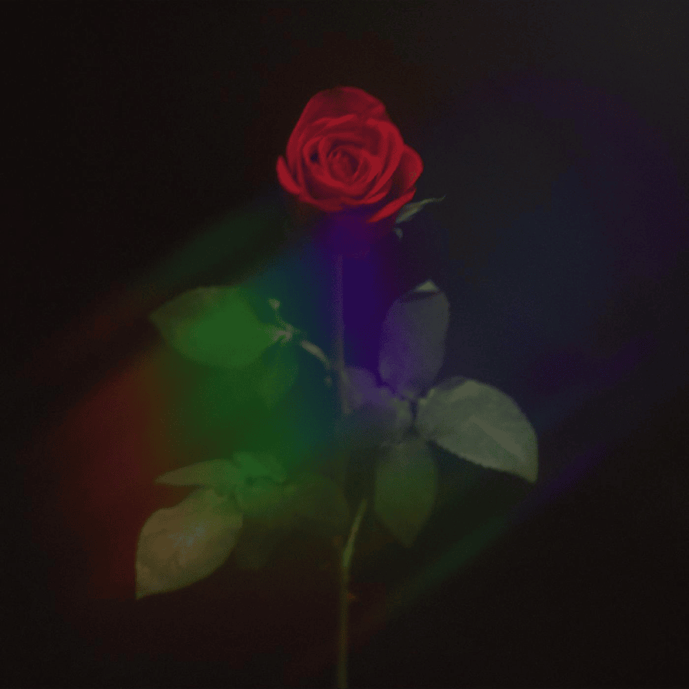 a rose for every puppet by ​zannie
