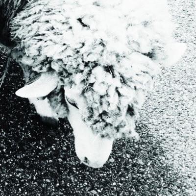 ナノウ (nanou) (JPN) Profile Picture Photo of ナノウ (nanou) (JPN)