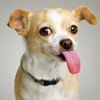 Cover image for Tom’s Dog (asdfmovie5 theme)