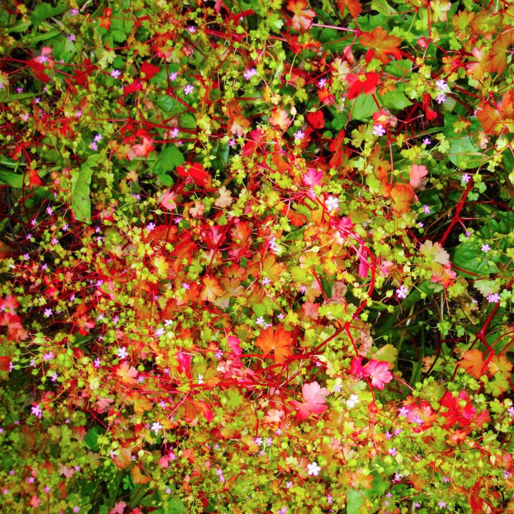 Album cover art for "SW9 9SL" by Four Tet