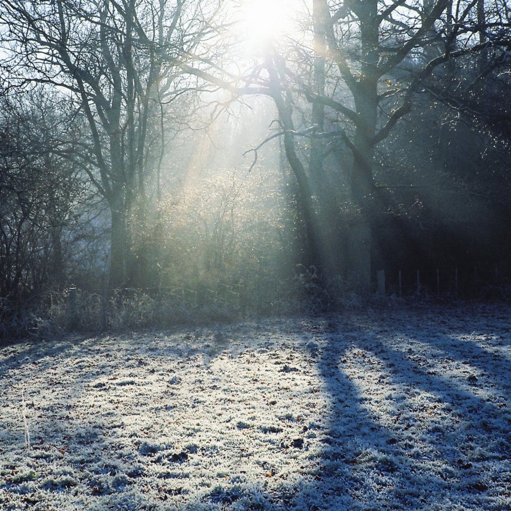 Album cover art for "Heavenward" by Wolf Alice