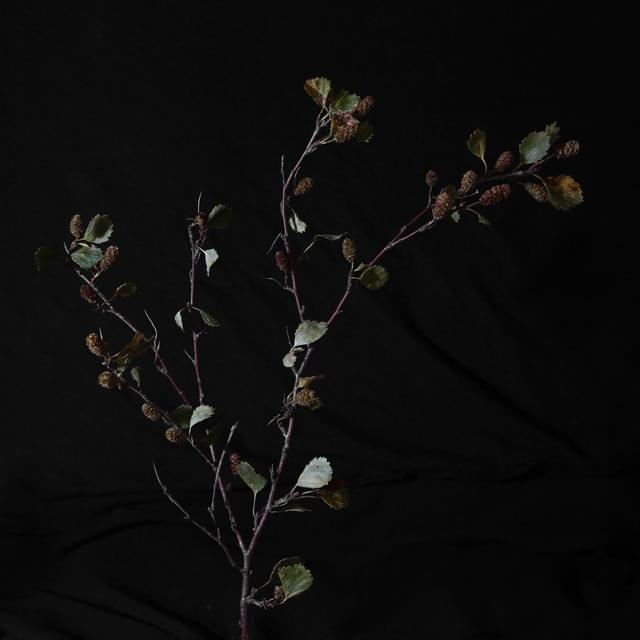 Album cover art for "Birki" by Jónsi