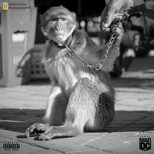 Monkey by Ljasos