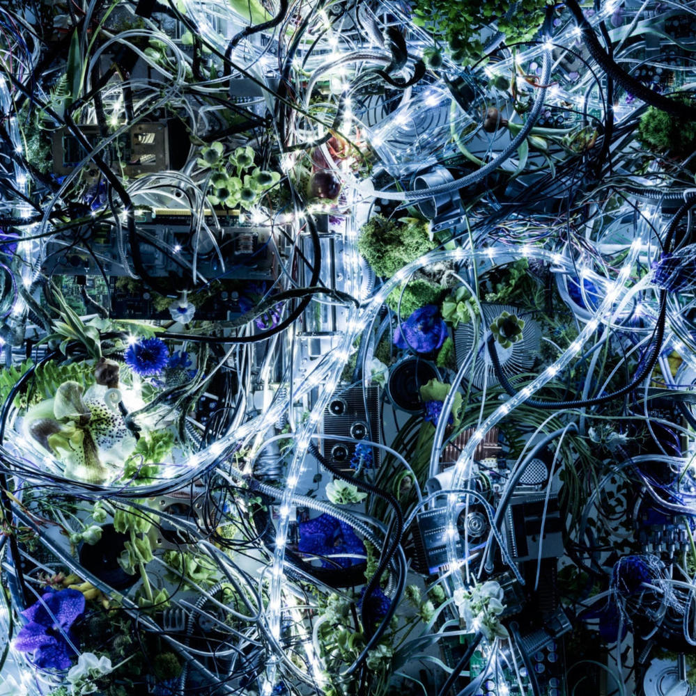 ninelie by Aimer