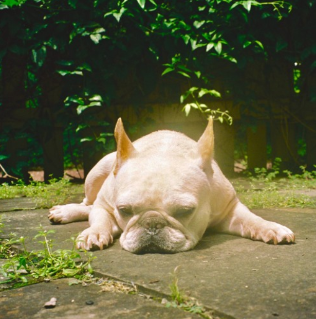 Album cover art for "Mommydog" by Asher Roth & CJ Smith