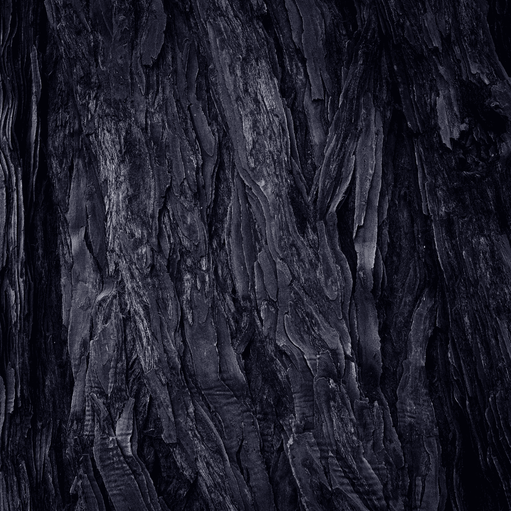 Album cover art for "Wald" by Metrickz
