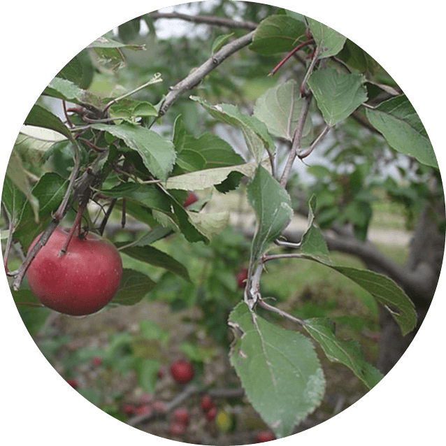 Album cover art for "I Luv Abortion" by Xiu Xiu